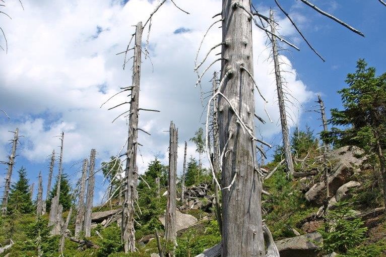 Polomy stromů u vrcholu Jizera v Jizerských horách