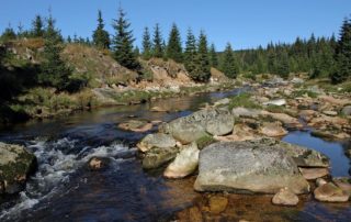 Řeka Jizera - horní tok s kameny protékající lesy Jizerských hor