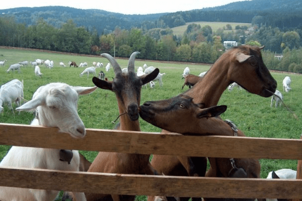Kozy na farmě Pěnčín, Jablonecko - oblíbený výletní cíl pro rodiny s dětmi