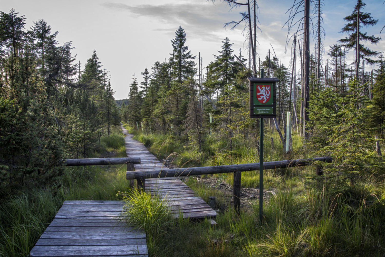 Přírodní rezervace Černá jezírka v Jizerských horách - dřevěný chodníček vedoucí přes rašeliniště